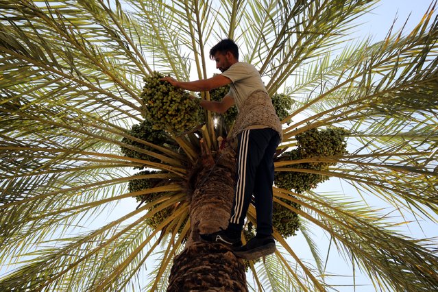 Iraqi farmer Omar Al-zubaai climbs a palm tree to check the dates ahead of the harvest season, at his farm in Abu Ghraib, west of Baghdad, Iraq, 07 July 2024. The date harvesting season in Iraq is around late July and early August. The Iraqi Ministry of Agriculture announced that it has succeeded in increasing the number of date palms in Iraq from 12 million to 17 million across all provinces, expecting abundance in production during the current year. (Photo by Ahmed Jalil/EPA)