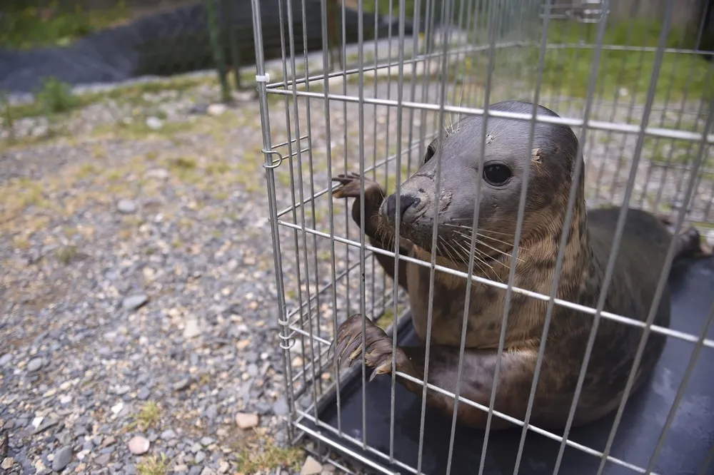 Seals Rescue