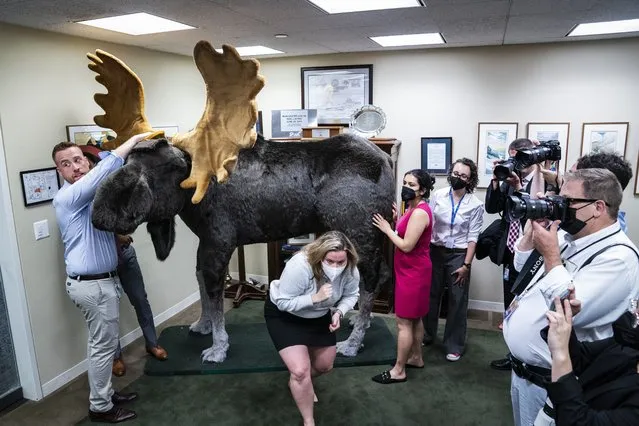 Staffers from Sen. Jeanne Shaheen's office help unload Marty the Moose in the Hart Senate Office Building for an “Experience New Hampshire” event, on Capitol Hill on Tuesday, June 07, 2022 in Washington, DC. (Photo by Jabin Botsford/The Washington Post)