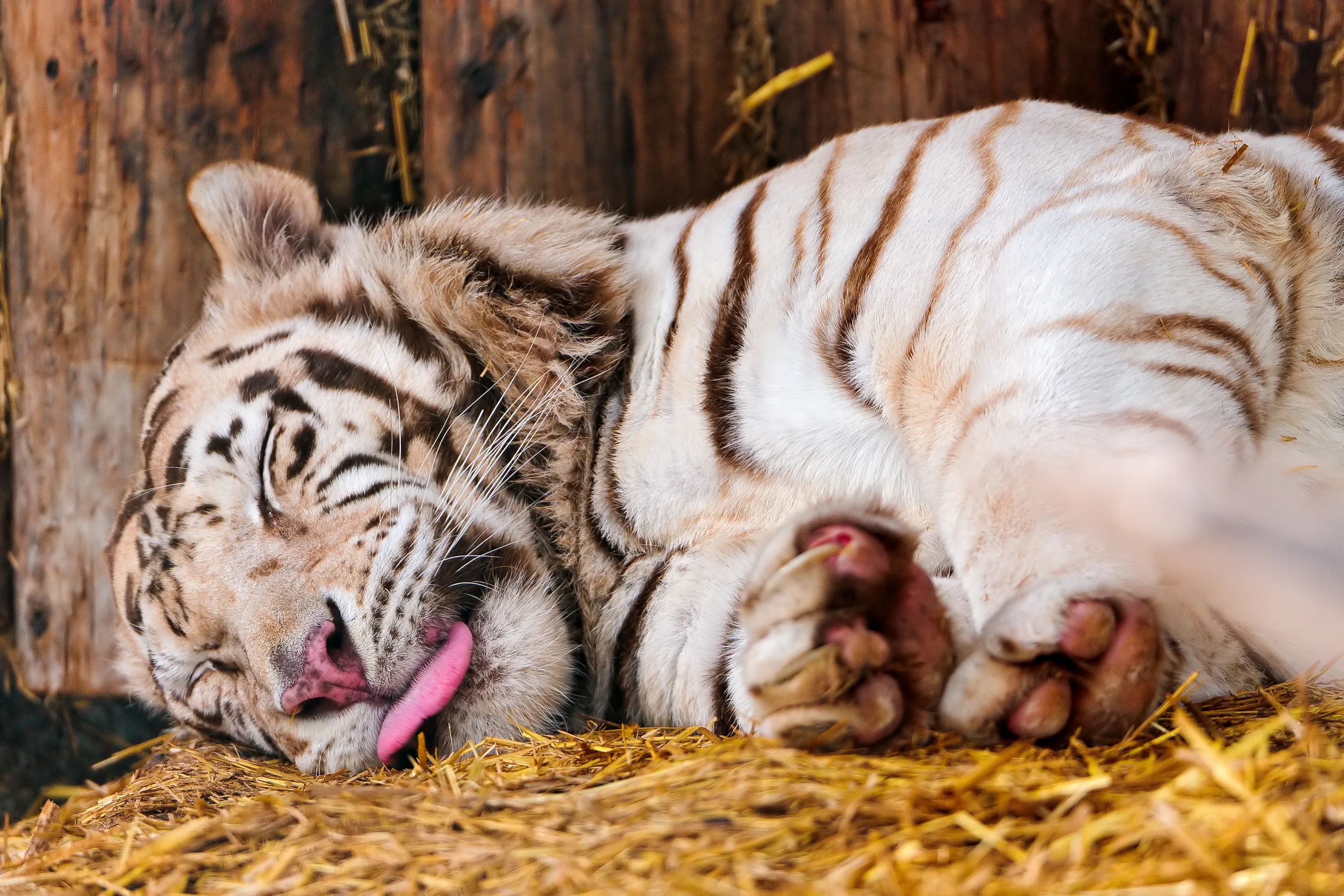 Тигр лень. Тайгер тигр. Белый тигр. Сонный тигр.