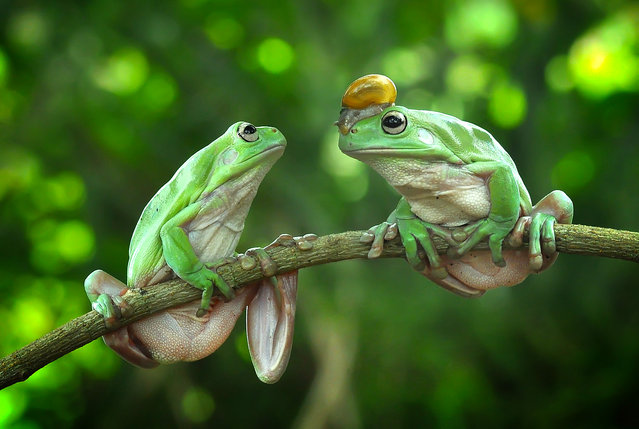 A Australian green tree frog wearing a small turtle as a hat, keeping its head dry during its swim in Padang West Sumatra, Indonesia in May 2023. The Australian green tree frog grows up to 11 centimetres tall, the males being smaller that the females. They can live to the age of 25 and their colour alters between green, brown and blue depending on their mood. (Photo by Yan Hidayat/Media Drum Images)