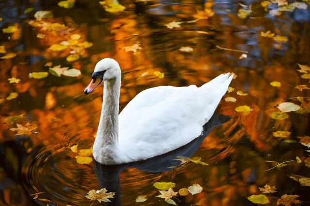 A swan swims in Swan Lake in Stryiskyi Park in autumn, Lviv, western Ukraine on October 24, 2024. (Photo by Ukrinform/Rex Features/Shutterstock)