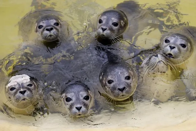 Young seals are seen shortly before feeding in a pool at the Friedrichskoog seal station in Schleswig-Holstein on July 12, 2022. It is currently high season at the two seal stations on the German North Sea coast, Friedrichskoog (Schleswig-Holstein) and Norddeich (Lower Saxony). (Photo by Christian Charisius/dpa)