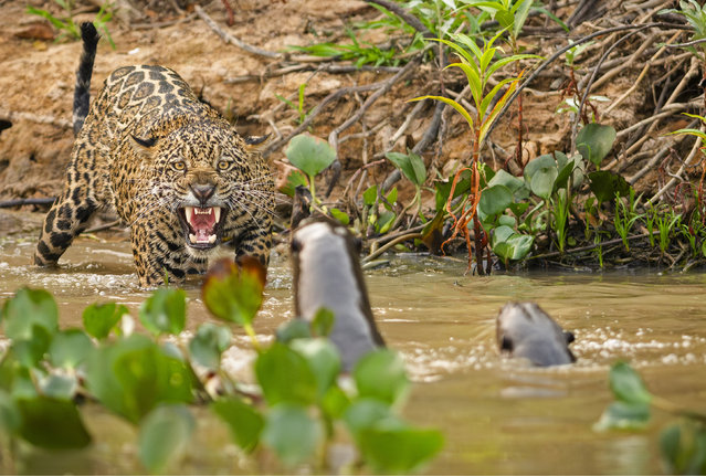 A jaguar eyes up a group of otters from a riverbank in Porto Jofre, North Pantanal, Brazil early November 2024. (Photo by Octavio Campos Salles/Solent News)