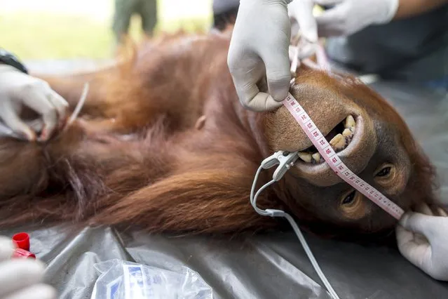 An orangutan has its skull measured during a health examination at Kao Pratubchang Conservation Centre in Ratchaburi, Thailand, August 27, 2015. (Photo by Athit Perawongmetha/Reuters)