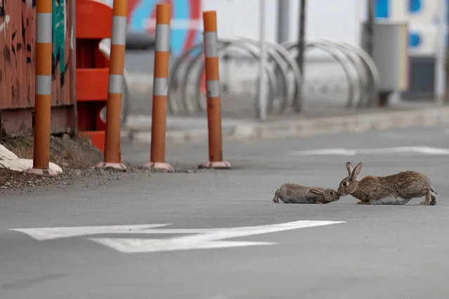 A baby rabbit and its mother leveret sharing an intimate moment middle of a main road which is empty of traffic in Christchurch, New Zealand, on April 01, 2020. New Zealand has been lockdown for four weeks in an attempt to minimize the spread of the Covid-19 virus since the 25th of March. There are currently 708 cases of COVID-19 in New Zealand and one person died as a result of the virus. (Photo by Sanka Vidanagama/NurPhoto via Getty Images)