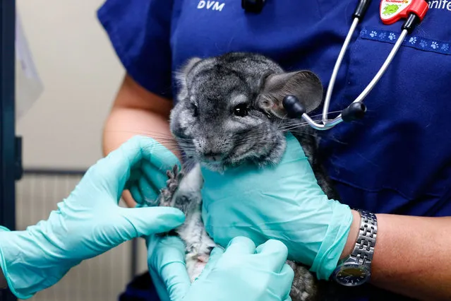 A rescued Chinchilla is checked by a veterinarian at the San Diego Humane Society in Oceanside, California after terminally ill Simpsons co-creator Sam Simon financed the purchase of a chinchilla farm by PETA, August 19, 2014. (Photo by Mike Blake/Reuters)