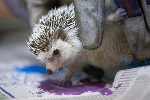 Sara Travis, of Wellington, dips Zuri the hedgehog's feet in paint at the Palm Beach Zoo and Conservation Society on Wednesday, August 20, 2014 in West Palm Beach. The paintings are sold through a program called Art Gone Wild and the proceeds go towards taking care of the zoo animals. (Photo by The Palm Beach Post/ZUMA Press)
