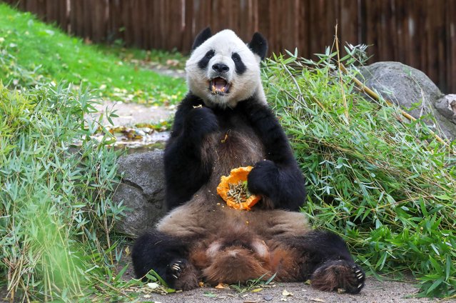 Bing Xing the panda bear eats a pumpkin with honey and apples, to celebrate next Halloween at the Madrid zoo, Spain on October 26, 2023. (Photo by David Canales/SOPA Images/Rex Features/Shutterstock)