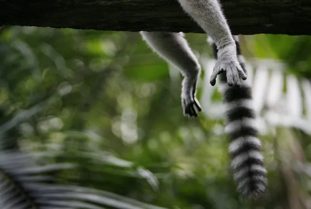 A Ring-tailed Lemur rests on a tree branch at the Singapore Zoo, Friday March 26, 2010 in Singapore. (Photo by Wong Maye-E/AP Photo)