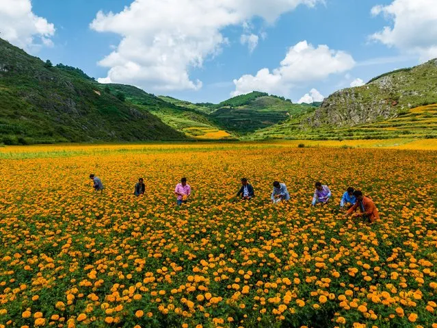 Villagers pick marigold flowers at Weining Yi Hui and Miao Autonomous County on August 17, 2022 in Bijie, Guizhou Province of China. (Photo by Luo Dafu/VCG via Getty Images)