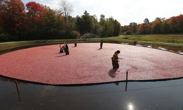 People participate in cranberry plunge activities at Muskoka Lakes Farm and Winery in Bala, Muskoka, Ontario on October 2, 2023. (Photo by Mert Alper Dervis/Anadolu Agency via Getty Images)