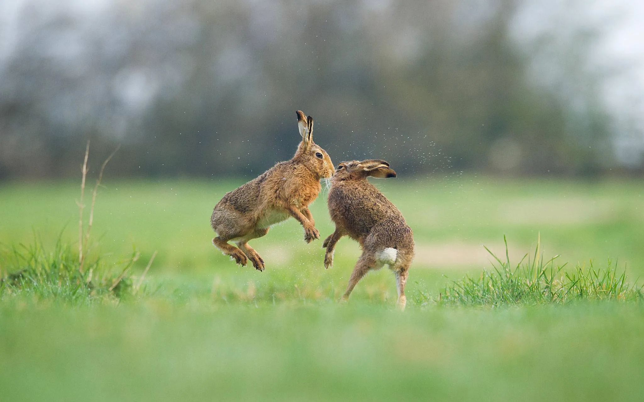 Дикая природа англ. Заяц-Русак. Заяц в прыжке. Фауна Великобритании.