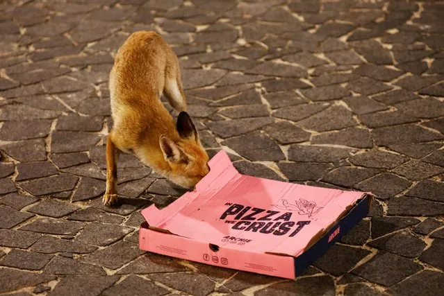 A red fox checks a pizza box on a promenade in the southern Israeli city of Ashkelon, April 17, 2020. Red foxes have been making appearances in Ashkelon, drawn out from the seclusion of the desert dunes by the coronavirus lockdown that has kept people off the streets. The animals, usually a rare sight in busy urban areas, have a biblical resonance. In the Book of Lamentations, the Jewish temple site in Jerusalem is described as so desolate that “foxes prowl upon it”. In the Mediterranean seaport, a family of foxes has become a regular feature – nosing through discarded food, and playing sometimes unfriendly hide-and-seek with dogs in a local park. (Photo by Amir Cohen/Reuters)