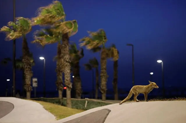 A red fox stands in an empty park in the southern Israeli city of Ashkelon, where predatory animals now roam amid the coronavirus disease (COVID-19) restrictions that have closed beaches and emptied sidewalks April 19, 2020. (Photo by Amir Cohen/Reuters)