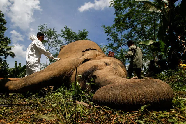 A veterinarian of Natural Resource Conservation Center (BKSDA) Aceh performs autopsy of two Sumatran elephants which died because of electric shocks that installed at plantation fence residents in Aceh Timur District, Indonesia on October 17, 2017. The Sumatran elephant population decrease because elephants are hunted for being ivory or considered pests. Currently, only 1,700 Sumatran elephants live in the wild. (Photo by Junaidi Hanafiah/Anadolu Agency/Getty Images)