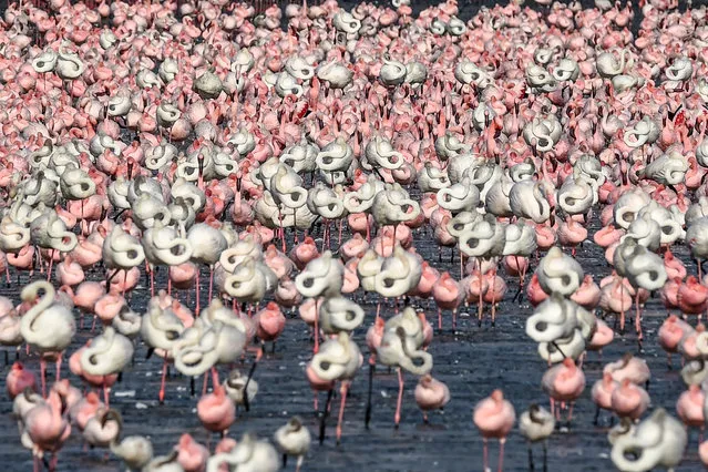 Flocks of flamingos stand in a pond in Navi Mumbai, India on May 14, 2020. (Photo by Punit Paranjpe/AFP Photo)