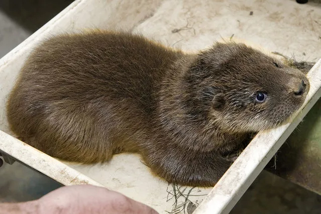 Handout photo released on 09 August 2016 by Sendaviva nature reserve and amunsement park of a cub of an European otter (Lutra lutra) born last 07 May weighting 100 grams. This is the third specimen of the endangered species born in the park, placed in Arguedas, Navarra, northern Spain. The cub weighs 2,5 kilo now. (Photo by EPA/Sendaviva)