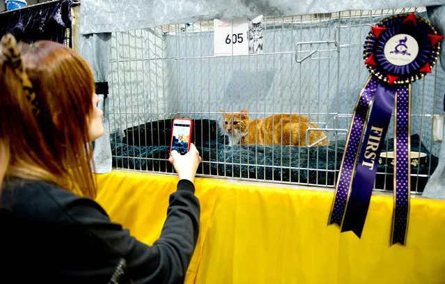 Teddy, a Red and White Classic Tabby Cat participates in the GCCF Supreme Cat Show at National Exhibition Centre on October 28, 2017 in Birmingham, England. (Photo by Shirlaine Forrest/WireImage)