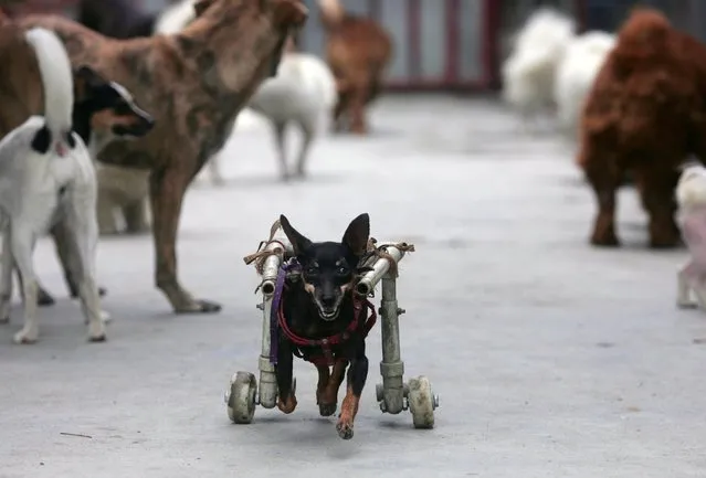 A dog outfitted with a wheelchair runs at an animal rescue center, July 12, 2008 in Chengdu, China. (Photo by China Photos/Getty Images)