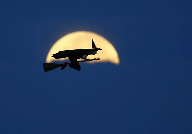 A radio-controlled flying witch makes a test flight past a moon setting into clouds along the pacific ocean in Carlsbad, California, October 8, 2014. (Photo by Mike Blake/Reuters)