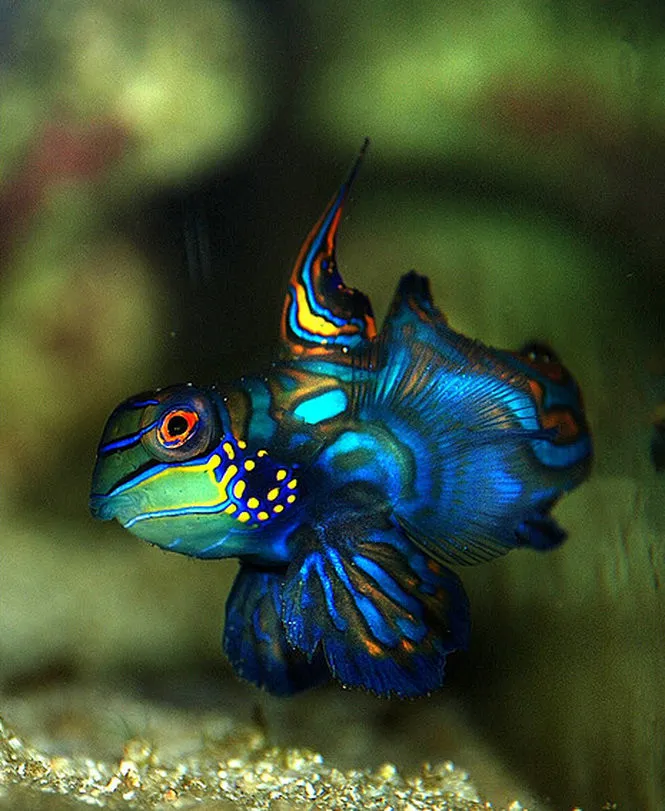 Mandarin Fish