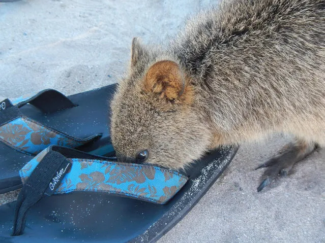 Quokka The Happiest Animal in the World