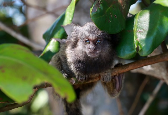 A baby marmoset, three or four months old, takes its first steps in Rio De Janeiro, Brazil on March 18, 2025. The little primates are common in the south of the country. Many are former pets freed by their owners; they thrive in Brazil, where their cuteness means people often offer them food, which is frowned upon by ecologists. (Photo by Bob Karp/Zuma Press Wire/Rex Features/Shutterstock)