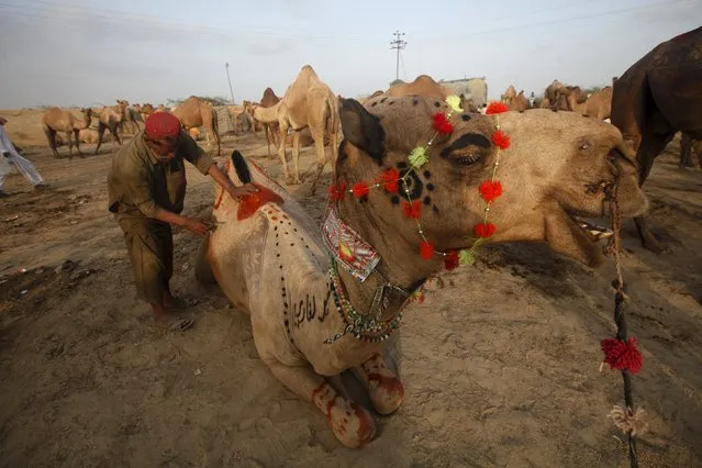 A man makes decorative motif on the hair of a camel at a cattle market on the outskirts of Karachi, Pakistan, September 15, 2015. Muslims across the world are preparing to celebrate the annual festival of Eid al-Adha or the Festival of Sacrifice, which marks the end of the annual hajj pilgrimage, by slaughtering goats, sheep, cows and camels in commemoration of the Prophet Abraham's readiness to sacrifice his son to show obedience to Allah. (Photo by Athar Hussain/Reuters)