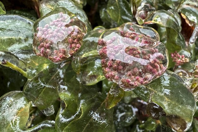 Ice covers flowers on Wednesday, January 17, 2024, in Lake Oswego, Ore. An ice storm threatened to topple towering trees onto power lines and turned mountain highways treacherous Wednesday in the Pacific Northwest, where residents were urged to avoid travel. (Photo by Gillian Flaccus/AP Photo)