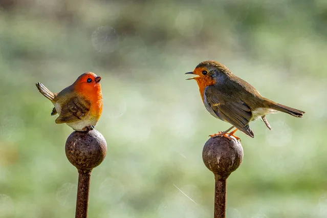 A robin tries to make conversation with a robin garden ornament in Hessett, West Suffolk on November 22, 2022. The puzzled bird was clearly hoping to befriend its sculpted look alike, but soon realises that the statue is not going to chirp back any time soon. (Photo by Ivor Ottley/Animal News Agency)