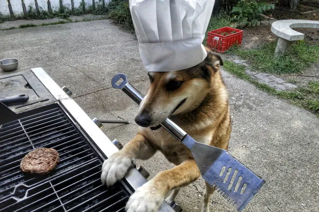 Toby in a chefs hat at the bbq. (Photo by Pat Langer/Caters News Agency)