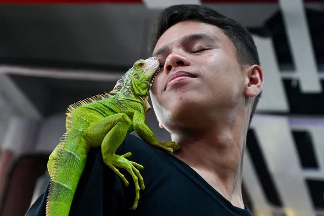 An iguana rests on a man's shoulder during a pet expo at a shopping mall in Banda Aceh on November 20, 2022. (Photo by Chaideer Mahyuddin/AFP Photo)