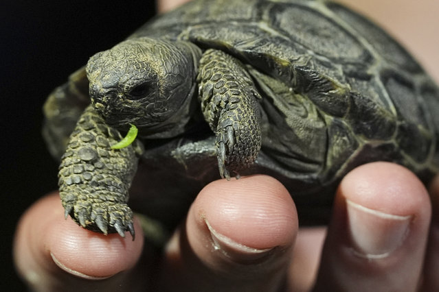 One of four Galapagos tortoises hatchlings make its debut at the Philadelphia Zoo in Philadelphia, Wednesday, April 23, 2025. (Photo by Matt Rourke/AP Photo)