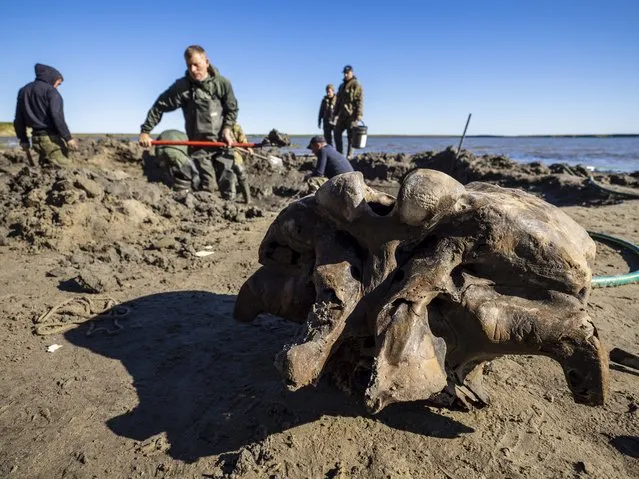 In this handout released by Governor of Yamalo-Nenets region Press Office, people dig in silt searching for mammoth bone fragments in the Pechevalavato Lake in the Yamalo-Nenets region, Russia, Wednesday, July 22, 2020. Fragments of a mammoth skeleton have been found by local reindeer herders in the lake a few days ago, and scientists hope to retrieve the entire skeleton - a rare find that could help deepen the knowledge about mammoths that have died out around 10,000 years ago. (Photo by Artem Cheremisov/Governor of Yamalo-Nenets region of Russia Press Office via AP Photo)