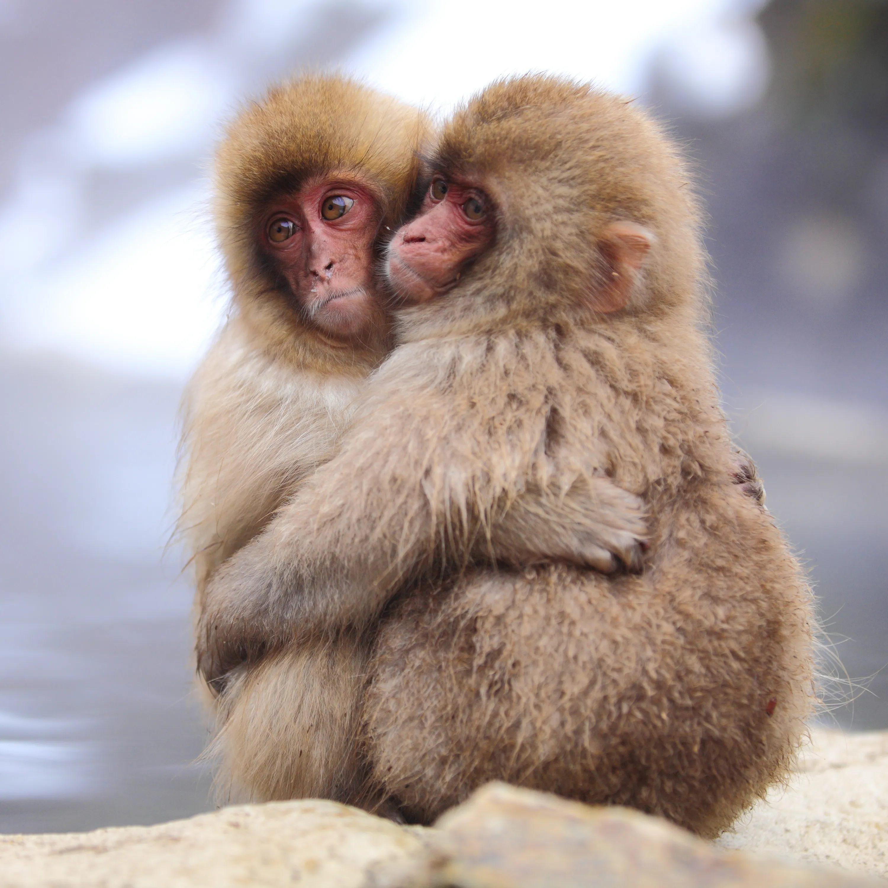 Animal couple. Обезьянки обнимаются. Любовь животных. Красивая обезьяна. Японские макаки.