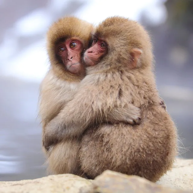 Love x Love (baby monkeys). Snow monkey at “Jigokudani hot-spring” in Nagano, Japan. (Kiyoshi Ookawa)