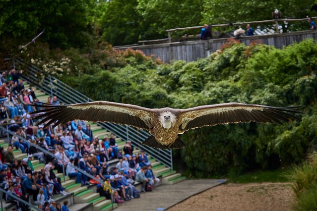 A monk vulture is pictured during a bird show at the Beauval Zoopark in Saint-Aignan, central France, on May 7, 2025. (Photo by Guillaume Souvant/AFP Photo)