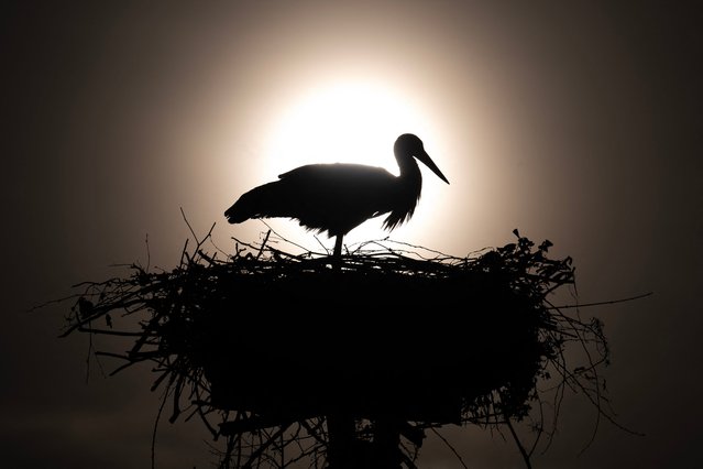 A stork nests at the LIPU Stork Center in Racconigi, near Cuneo, northwestern Italy, on April 3, 2025. (Photo by Marco Bertorello/AFP Photo)