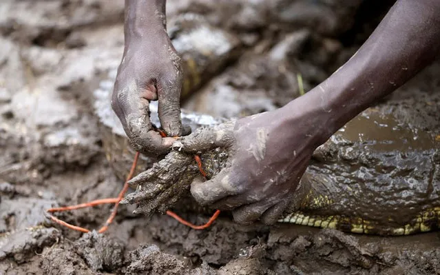 Thousands Of Crocodiles Escape From Farm