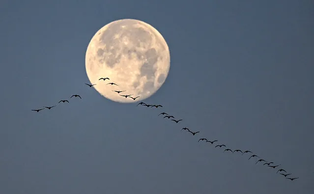 A formation of Geese fly in for a landing on Stoney Creek with the last full moon of 2022 behind them. The Farmer’s Almanac calls it the Cold Moon. December 9, 2022. (Photo by Jonathan Newton/The Washington Post)