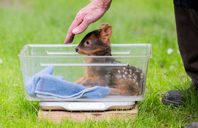 The female southern poodoo baby ”Adora” sits on June 5, 2025 in a box on a scale at Cologne Zoo in North Rhine-Westphalia – she weighed 1325 grams. When fully grown, they weigh just between eight and twelve kilos – and yet they are real deer: southern pudus are considered one of the smallest deer species on earth. Two young of these endangered and rare animals were born at Cologne Zoo at the end of May. (Photo by Rolf Vennenbernd/picture alliance via Getty Images)