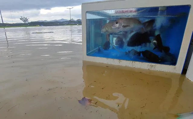 Fishes in a water tank are seen beside a street flooded by Typhoon Maysak in the eastern port city of Gangneung on September 3, 2020. A powerful typhoon drenched both Koreas on September 3, killing at least one person in the South and inundating streets in a Northern port as it churned its way up the peninsula. (Photo by Yonhap via Reuters)
