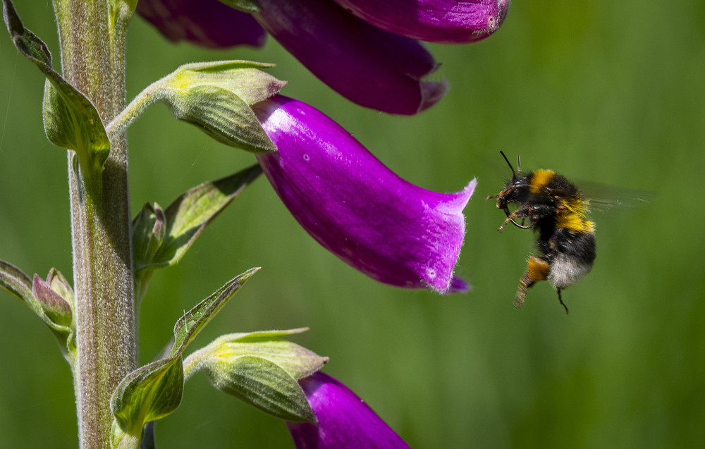 Some Photos: Insects