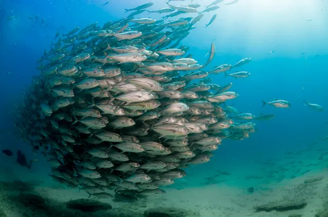 The school of Big-eye trevally fish. (Photo by Caine Delacy/Mika Woyda/Caters News)