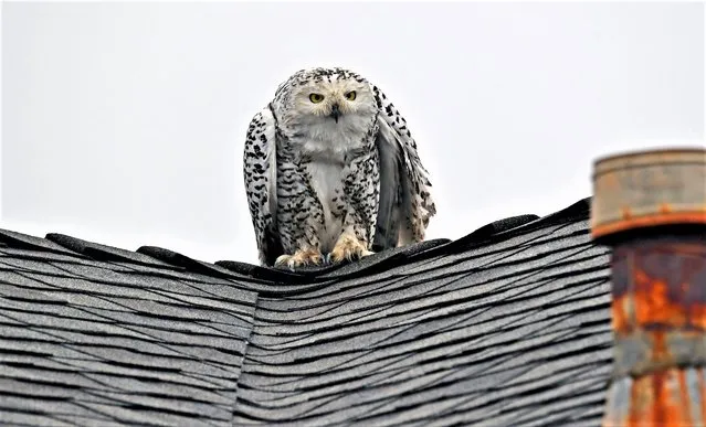 A snowy owl also known as the polar owl is seen on a roof on December 31, 2022 in Cypress, CA. Crowds of bird-watchers have been visiting an Orange County neighborhood to gawk at the bird, which is normally found around the Arctic, Canada and the northern U.S. (Photo by Nick Ut/Getty Images)