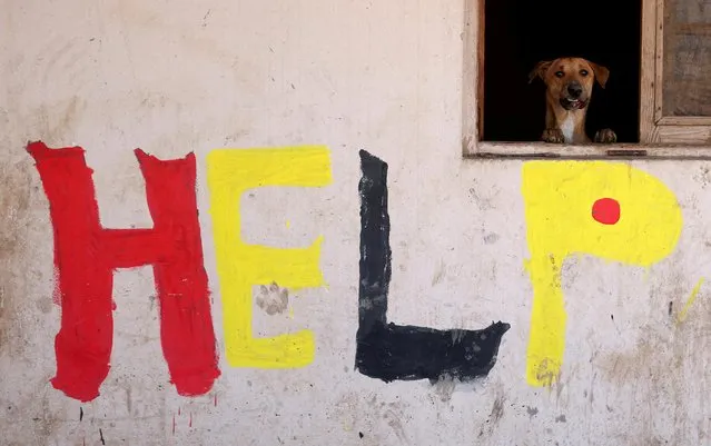 A dog is seen at Rooh shelter as animal shelters in Egypt are struggling after an increase in the cost of imported food and medicine, and a fall in donations, fueled by the devaluation of the Egyptian pound, at the Saqqara area, Giza on the outskirts of Cairo, Egypt on January 22, 2023. (Photo by Mohamed Abd El Ghany/Reuters)