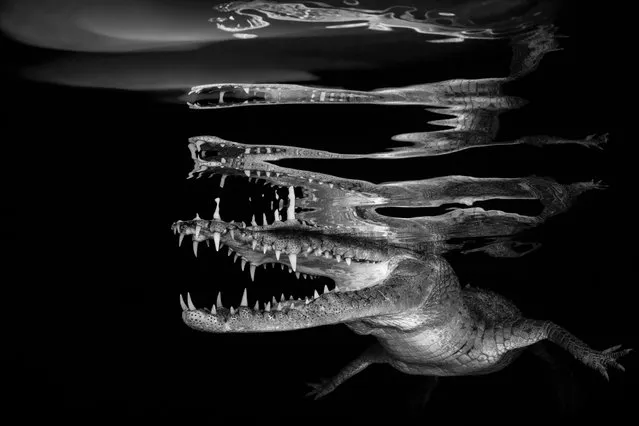 Black & white category - winner. “Crocodile reflections” by Borut Furlan (Slovenia). Location: Jardines de la Reina, Cuba. Judge’s comments: “Crocodiles are popular subjects, their jaws are both eye-catching and graphic. Borut’s image perfectly suits black and white, with the sinuous reflections on the surface of the inky water”. (Photo by Borut Furlan/UPY 2018)