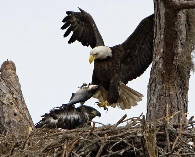 An adult Bald Eage arrives at its nest at Lake Lochloosa in Alachua County, Florida, with a large fish for its baby, on March 11, 2013. (Photo by Phil Sandlin/Associated Press)