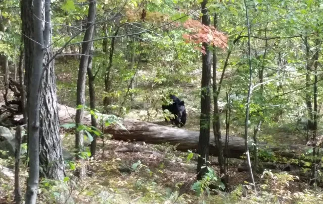 In this September 21, 2014 photo taken by hiker Darsh Patel and provided by the West Milford Police Department on November 25, 2014, a bear approaches 22-year-old Patel in New Jersey's Apshawa Preserve. Patel was mauled to death by the bear shortly after the photo was taken. (AP Photo/Darsh Patel via West Milford Police Department)